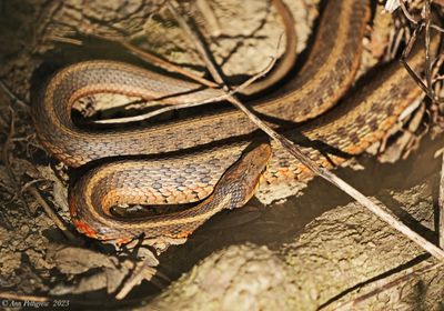 Eastern Garter Snake