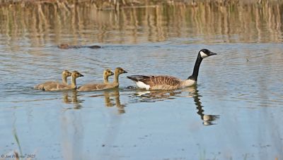 Canada Geese and Muskrat