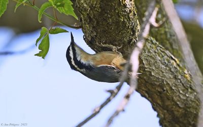 Red-breasted Nuthatch