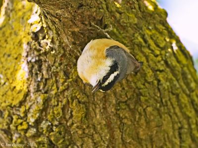 Nuthatches and Creepers