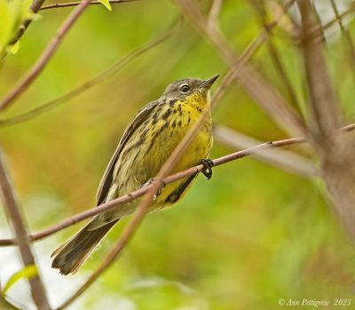 Kirtlands Warbler