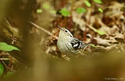 Black-and-white Warbler 