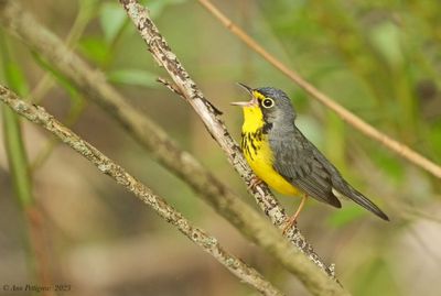 Canada Warbler 