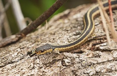 Eastern Garter Snake