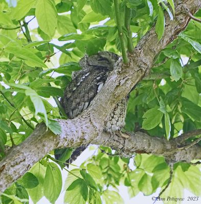 Eastern Screech-Owl