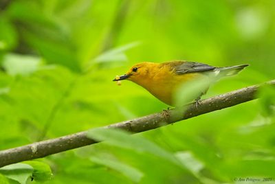 Prothonotary Warbler 