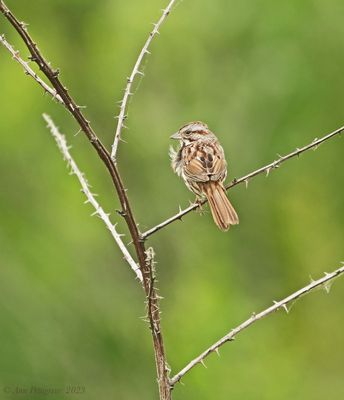 Song Sparrow