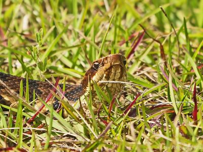 Eastern Cottonmouth