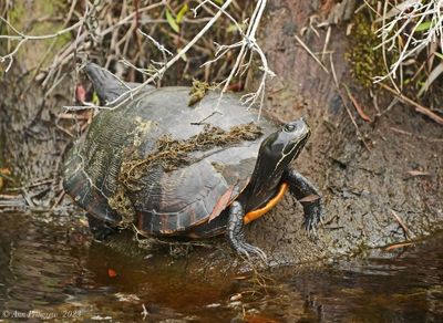 Northern Red-bellied Cooter