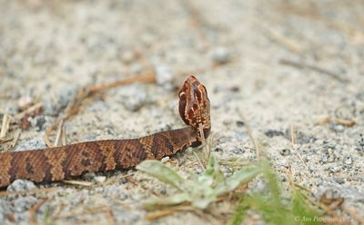 Northern Cottonmouth aka Water Moccasin