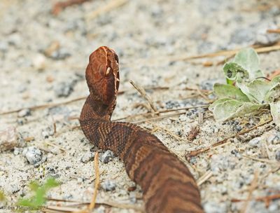 Northern Cottonmouth aka Water Moccasin