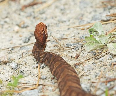 Northern Cottonmouth aka Water Moccasin