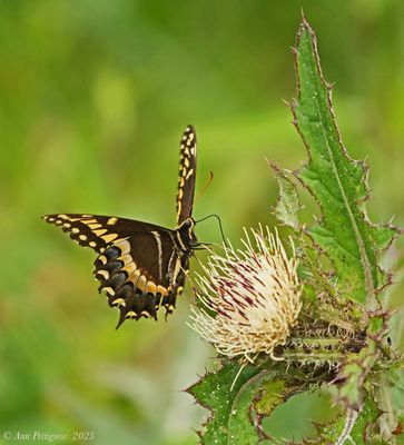 Palamedes Swallowtail 