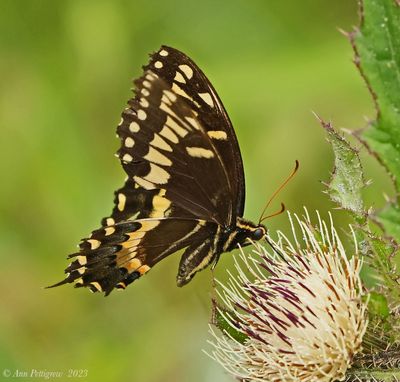 Palamedes Swallowtail 