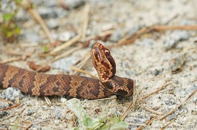 Northern Cottonmouth/water Moccasin