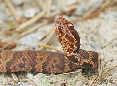 Northern Cottonmouth/water Moccasin