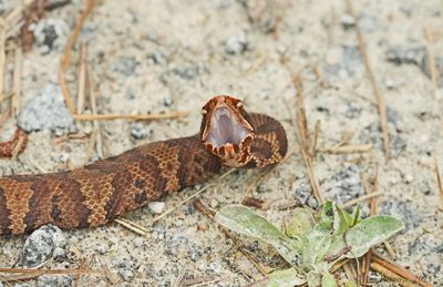Northern Cottonmouth/water Moccasin