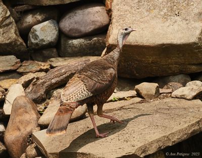 Wild Turkey