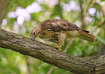 Red-tailed Hawk