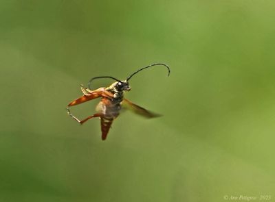Banded Longhorn Beetle