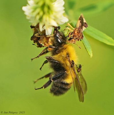 Jagged Ambush Bugs with Bumblebee 