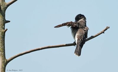 Eastern Kingbird