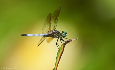 Blue Dasher