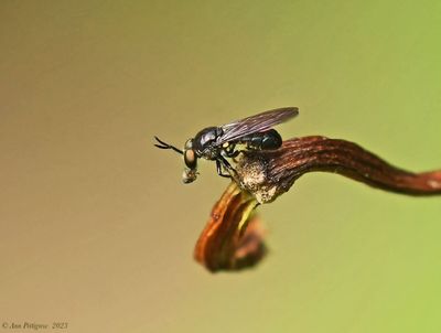 Robber Fly