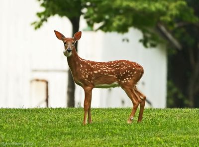 White-tailed Fawn