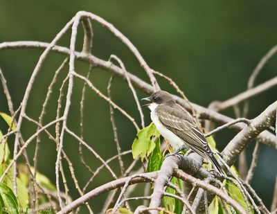 Eastern Kingbird  Fledgling 