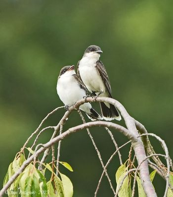 Eastern Kingbird  Fledgling and Parent