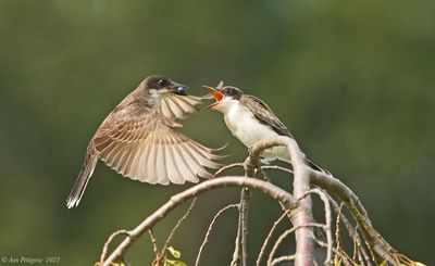 Eastern Kingbird  Fledgling and Parent