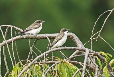 Eastern Kingbird  Fledglings 