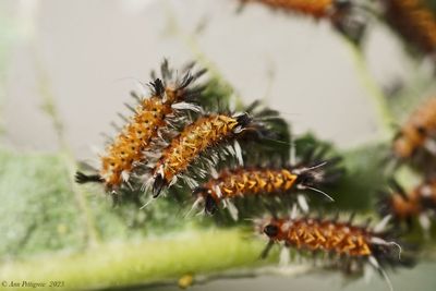 Milkweed Tussock Moth Caterpillars