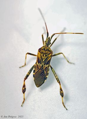 Western Conifer Seed Bug