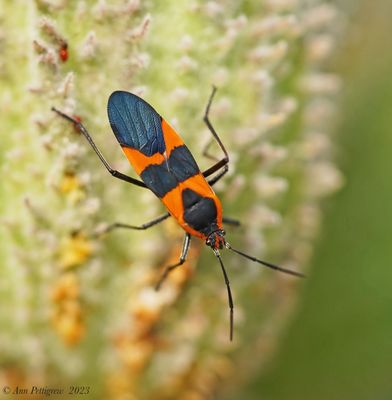 Large Milkweed Bug