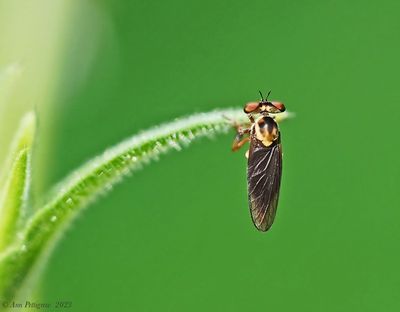 Robber Fly