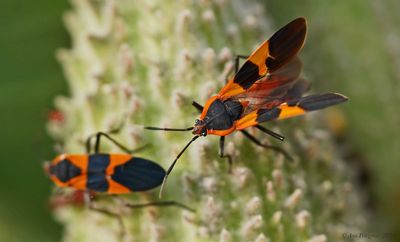 Large Milkweed Bugs