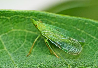 Planthopper-(Rynchomitra-microrhina)---Aug---S7308643.jpg