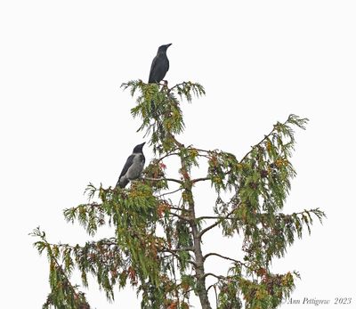 Carrion and Hooded Crows