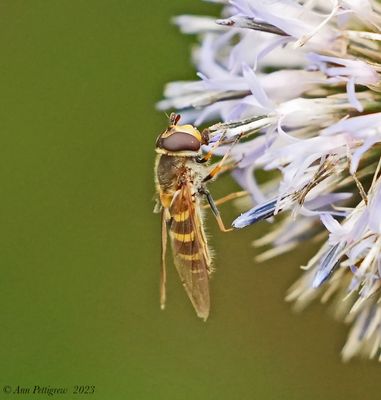 Hoverfly sp.
