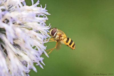 Hoverfly sp.