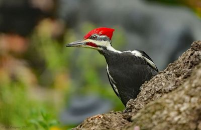 Pileated Woodpecker - male