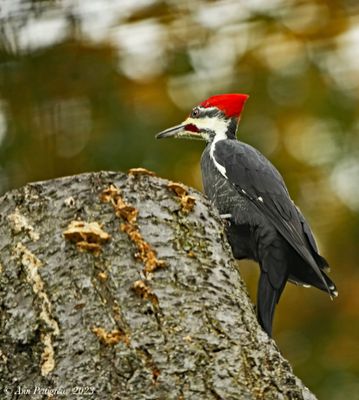 Pileated Woodpecker - male