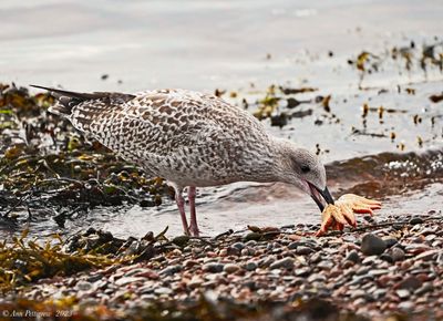 Herring Gull with Sunstar