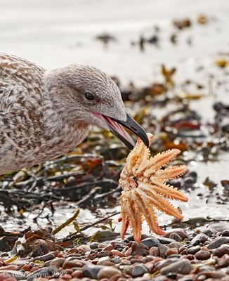 Herring Gull with Sunstar