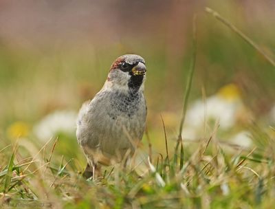 House Sparrow