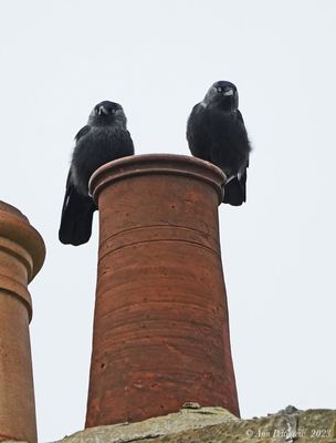 Jackdaws 