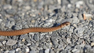 Dekay�s Brownsnake