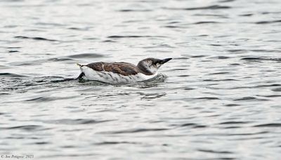 Common Murre